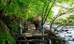 신선 길에서 천년송을 만나다