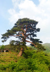 신선 길에서 천년송을 만나다