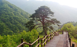 신선 길에서 천년송을 만나다