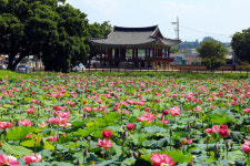 정읍 피향정 연꽃 만발··· 연꽃향에 취하다