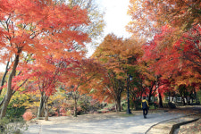지리산의 가을 옷 남원단풍, 풍문으로 들었소!