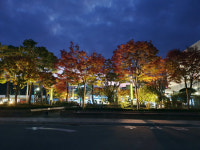 단풍든 연지아트홀