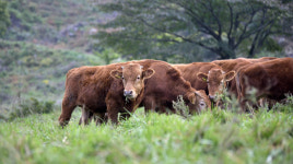 전 세계가 환호할 장수한우의 미래 열다