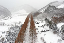 눈꽃핀 메타세쿼이아 길 장관