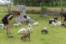군산시, 반려 유기동물 보호 학대방지 나선다