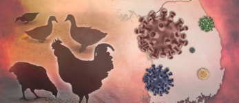 부안 AI발생 종오리농장 인근 농가 가금류 살처분