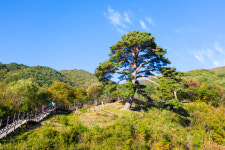 남원 지리산 천년송이, 비대면 안심관광지 선정