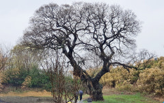 군산시 하제마을 600년 팽나무 보호나서