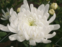 국산국화 백강 내수시장 공략나서