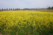 줄포만 갯벌생태공원 노란 봄꽃으로 물들어
