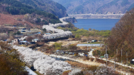 철쭉~죽림정사까지 장수의 봄이 피었네