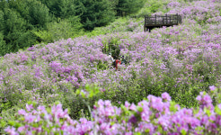 철쭉~죽림정사까지 장수의 봄이 피었네