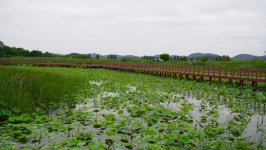 금강바람 맞으며 용안생태습지공원 달려볼까