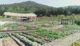 정읍 왕솔밭공동체정원 텃밭 분양