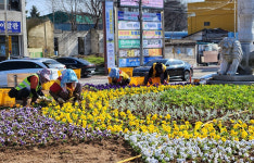 김제시청 회전교차로 주요 화단 봄꽃 가득