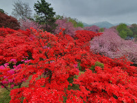 완산공원 꽃동산 상춘객 맞이분주