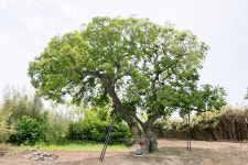 군산 하제마을 터줏대감 팽나무 천연기념물 지정 예고