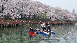 군산 은파공원서 벚꽃아래 카누 타 春 하세요