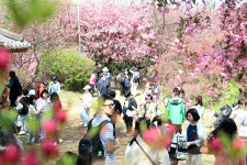 완산공원 꽃동산에 형형색색 봄꽃 피었습니다