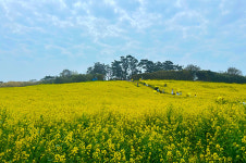 부안 변산면 수성당 노란 유채꽃 만개