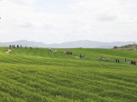 파릇파릇 바람결 흩날리는 청보리밭 사잇길 걸어볼까