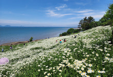 부안 변산마실길, 순백의 샤스타데이지 만개