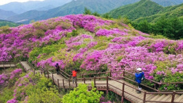 29회 지리산운봉바래봉철쭉제 성료··· 10만명 찾아
