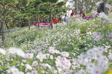 임실 명소 가을 꽃으로 물들어