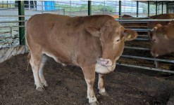 제주 한일농장서 1천205㎏ 초특급 슈퍼한우 나와..평균 한우 무게의 2배