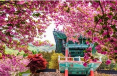 사천 구경(九景)가자! 제3회 청룡사 겹벚꽃축제