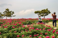 작약꽃 만개했어요, 의성 조문국사적지로 놀러오세요