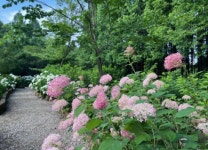 만개한 수국 보러 오세요”...물향기 수목원의 꽃길