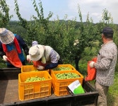 진주 농관원, 매실 수확 농촌일손돕기
