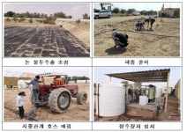 사막에서도 벼 재배 가능성 확인...한국 농업기술 빛났다