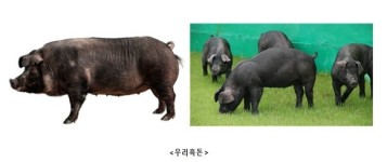 한국형 흑돼지 우리흑돈 시장 국산화 주도