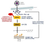 검역본부, 구제역바이러스의 선천면역 회피기전 구명
