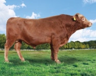 ‘최고 한우 능력 보소!’보증씨수소 18마리 선발