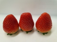 한여름 더위에도 잘 자라는 여름딸기 미하