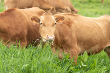 초록 들판을 우(牛)~ 달린다 한우 방목 시작