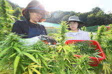 보성 대마농장 농업회사 주식회사 | "먹어도 됩니다" '식품용 대마' 수확 한창