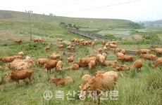 최근 한우 사육마릿수, 작년 발표와 큰 차이
