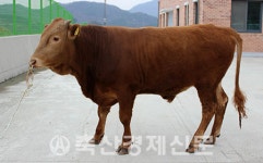 전북한우, 대한민국 대표 브랜드 우뚝