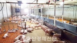황금돼지띠 양돈인들의 과거와 현재 [안병철 미래팜스 대표]