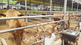 농협한우국 저능력 암소 도태 본격 실시