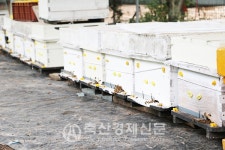 양봉산업 신규농가 진입 붐
