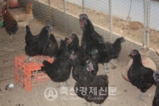 토종닭협회 오골계분과 설치