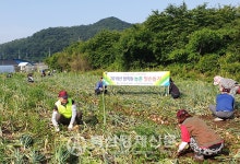 목포무안신안축협 양파 수확 일손돕기