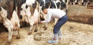 천하제일 착유우 분변 촬영으로 과산증 바로 확인