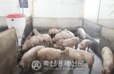 [축산업 부정적 시각에서 벗어나자-현장 Ⅲ]전국 최초 반슬러리 무창돈사…새모델 제시