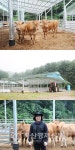 [축산 현장에 활기를-후계농] 육가공 석사 좋은 직장 버리고 소와 행복 찾기